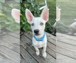 Small #2 Mutt