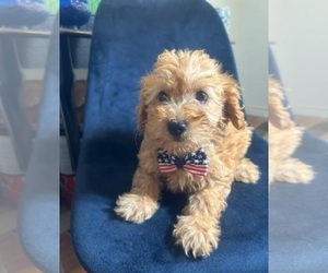 Goldendoodle (Miniature) Puppy for sale in INDIANAPOLIS, IN, USA