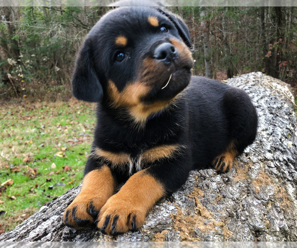 Medium Photo #2 Rottweiler Puppy For Sale in VONORE, TN, USA