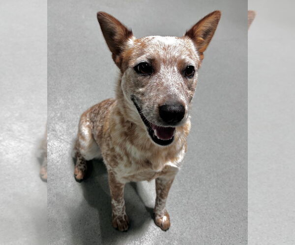 Medium Photo #2 Mutt Puppy For Sale in Salinas, CA, USA