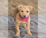 Small #4 Labrador Retriever Mix