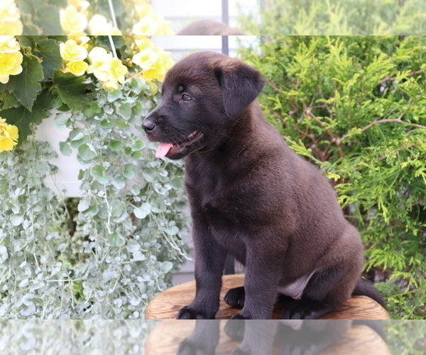 Medium Photo #3 Akita-Labrador Retriever Mix Puppy For Sale in SHILOH, OH, USA