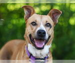 Small #1 Carolina Dog Mix