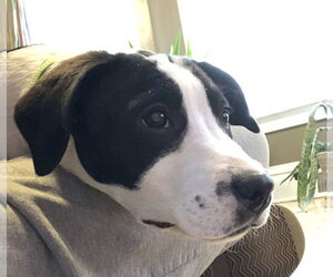 Orbit - Female Border Collie-Unknown Mix Dog for Adoption - Photo #16