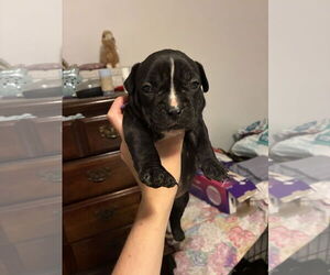 Medium American Pit Bull Terrier-Bulldog Mix