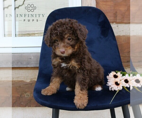 Medium Photo #4 Bernedoodle Puppy For Sale in NARVON, PA, USA