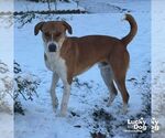 Small #5 Labrador Retriever Mix