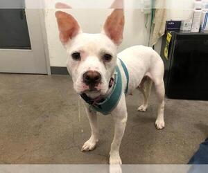 Medium American Pit Bull Terrier
