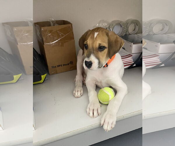 Medium Photo #1 Mutt Puppy For Sale in Hillsboro, MO, USA