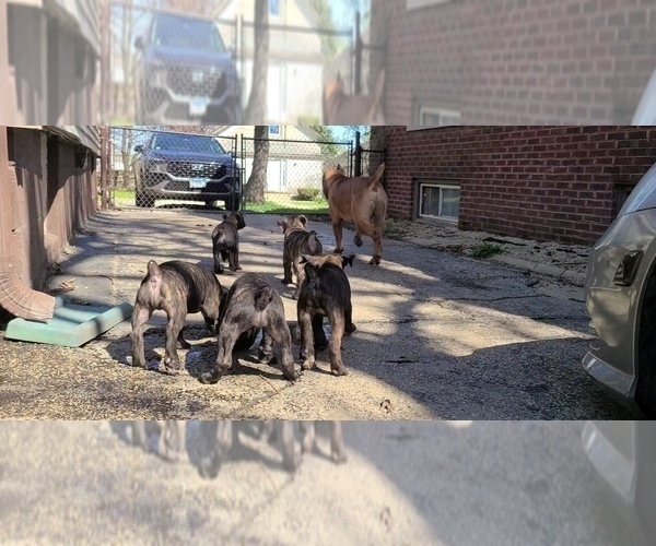 Medium Photo #4 America Bandogge Mastiff Puppy For Sale in JOLIET, IL, USA