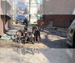 Small #3 America Bandogge Mastiff
