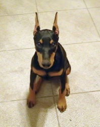 Doberman Pinscher Puppy for sale in VALLEY VIEW, TX, USA