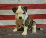 Puppy 2 American Bulldog
