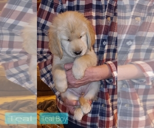 Golden Retriever Puppy for sale in DALTON, OH, USA