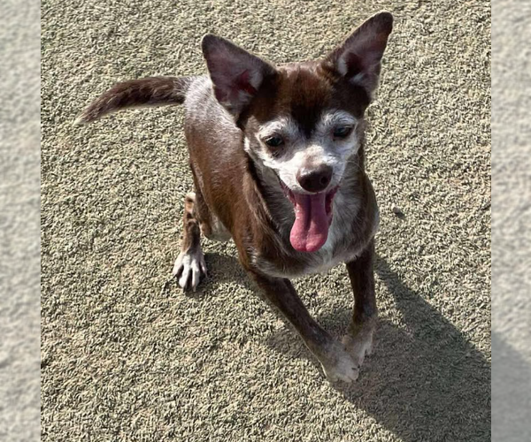 Medium Photo #1 Chihuahua-Unknown Mix Puppy For Sale in Cranston, RI, USA