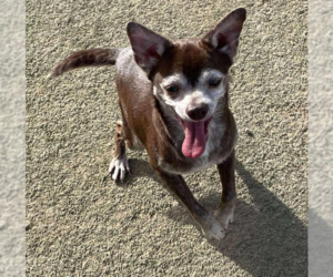 Chihuahua-Unknown Mix Dogs for adoption in Cranston, RI, USA