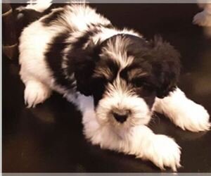 Mal-Shi Puppy for sale in LINDENWOLD, NJ, USA