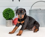 Puppy Coco Doberman Pinscher