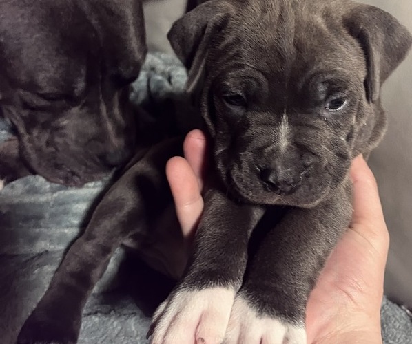 Medium Photo #1 American Bully Puppy For Sale in York, Ontario, Canada