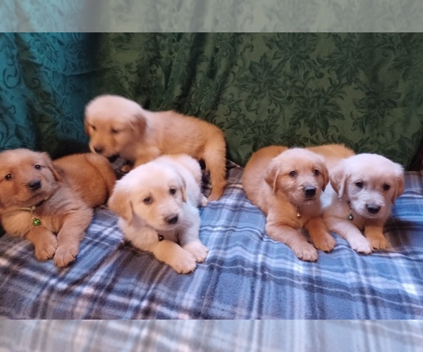 Medium Photo #4 Golden Retriever Puppy For Sale in EARLY BRANCH, SC, USA