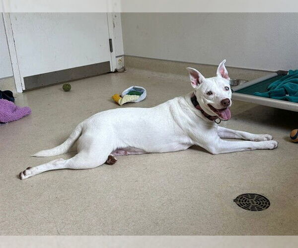 Medium Photo #1 Mutt Puppy For Sale in McKinleyville, CA, USA