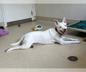 Mutt Dogs for adoption in McKinleyville, CA, USA