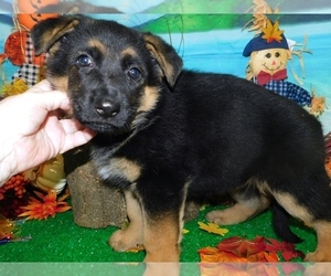 German Shepherd Dog Puppy for sale in HAMMOND, IN, USA