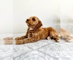 Small #3 Goldendoodle (Miniature)