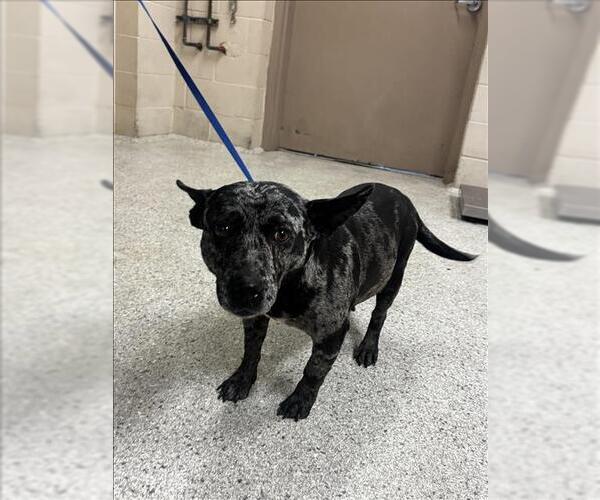 Medium Photo #1 Cardigan Welsh Corgi-Unknown Mix Puppy For Sale in Conroe, TX, USA