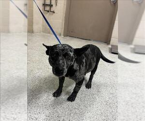 Cardigan Welsh Corgi-Unknown Mix Dogs for adoption in Conroe, TX, USA