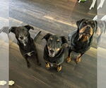 Small #5 Rottweiler Mix