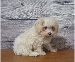Bichpoo Puppy for sale in SHAWNEE, OK, USA