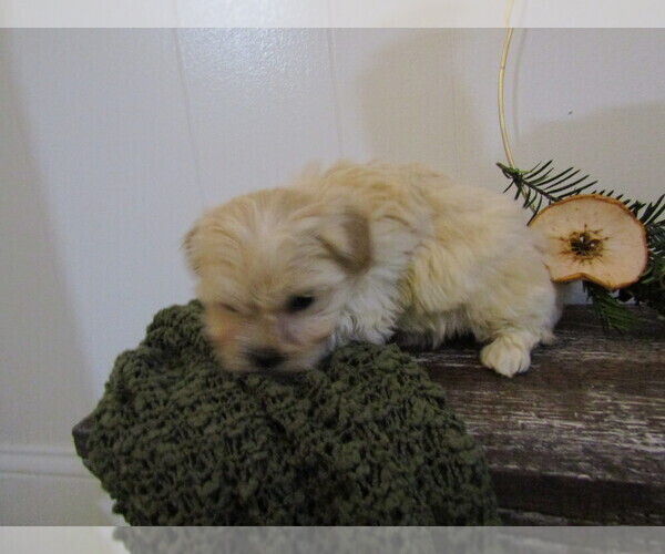 Medium Photo #2 Maltipoo (Miniature) Puppy For Sale in SUGARCREEK, OH, USA