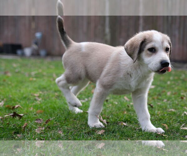 Medium Photo #3 Retriever -Unknown Mix Puppy For Sale in pomfret, CT, USA