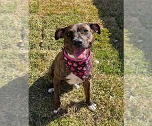 Plott Hound-Unknown Mix Dogs for adoption in Tampa, FL, USA
