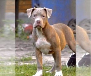 American Bully Puppy for sale in LADY LAKE, FL, USA