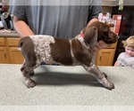 Small Photo #6 German Shorthaired Pointer Puppy For Sale in ALBEMARLE, NC, USA