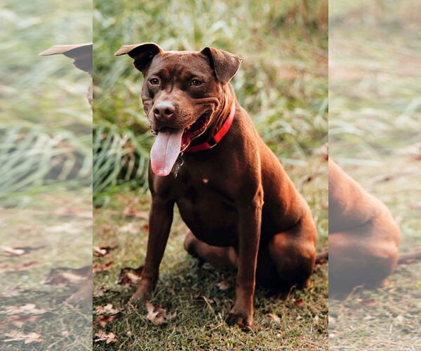 Medium Photo #28 American Staffordshire Terrier-Labrador Retriever Mix Puppy For Sale in Holly Springs, NC, USA