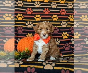 Goldendoodle (Miniature) Puppy for sale in COCHRANVILLE, PA, USA