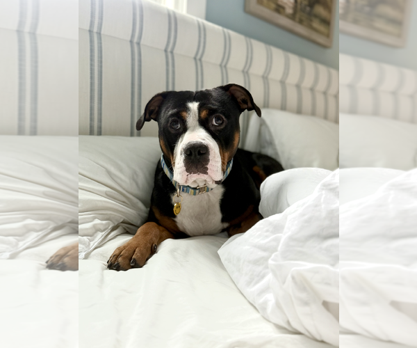 Medium Photo #3 Bulldog-Unknown Mix Puppy For Sale in Rockville, MD, USA