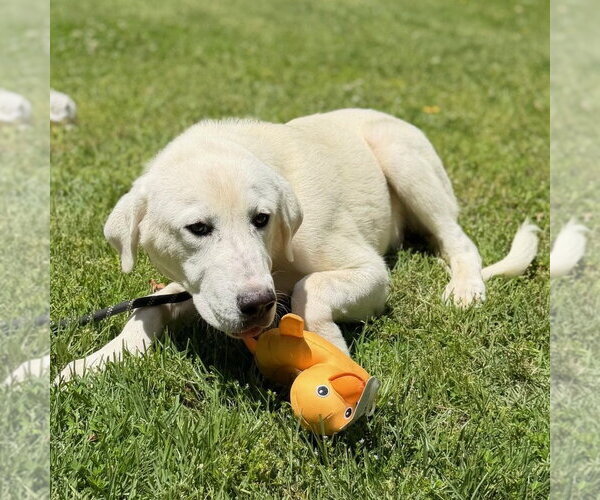 Medium Photo #2 Great Pyrenees Puppy For Sale in Yardley, PA, USA