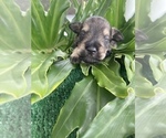 Small Photo #5 Schnauzer (Miniature) Puppy For Sale in FORT PIERCE, FL, USA