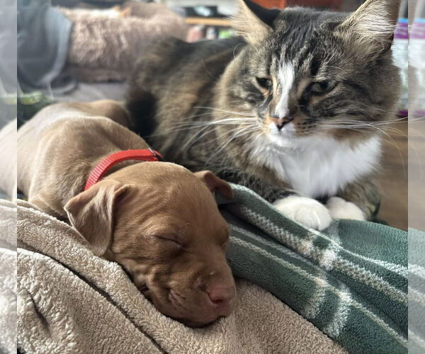 Medium Photo #3 Mutt Puppy For Sale in Rochester, NY, USA