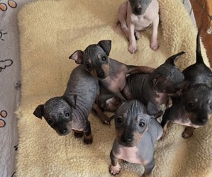 American Hairless Terrier Litter for sale in CLAREMONT, NH, USA