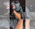 Small Photo #9 Labrador Retriever Puppy For Sale in CORAL SPRINGS, FL, USA