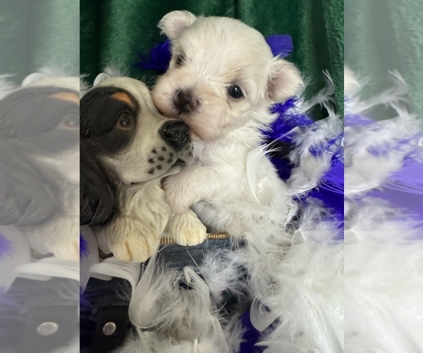Medium Photo #2 Maltese Puppy For Sale in FREDONIA, KS, USA
