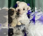 Small #1 Maltese