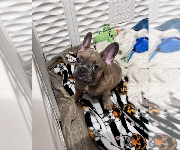 Medium Photo #3 French Bulldog Puppy For Sale in PARAGOULD, AR, USA