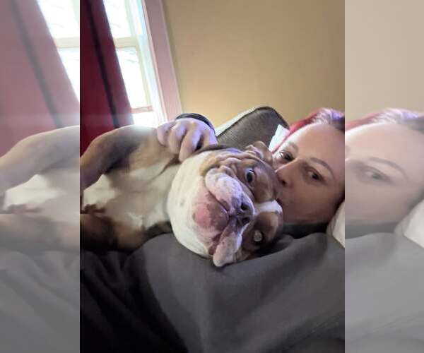 Medium Photo #1 Bulldog-Unknown Mix Puppy For Sale in Belleville, MI, USA
