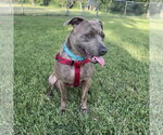 Small #1 Mutt